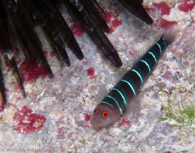 Ninelined Goby