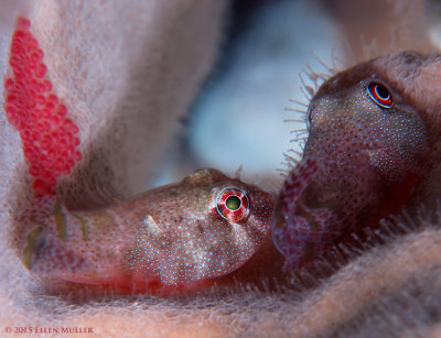 Clingfish Pair with Eggs