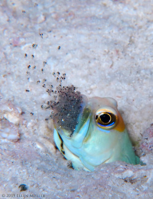 Jawfish & Babies
