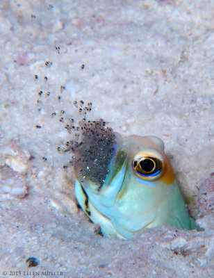 Jawfish & Babies