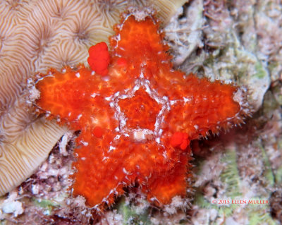 Mini Sea Star Spawning