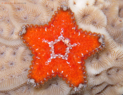 Mini Sea Star 