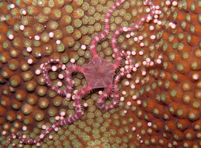 Brittle Star & Coral Eggs