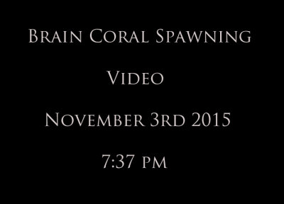 Brain Coral Spawning Video