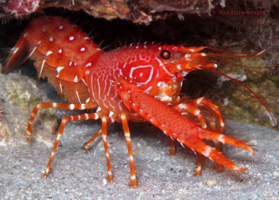 Lobster w/Eggs