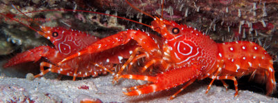 Flaming Reef Lobster Pair