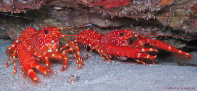 Reef Lobster Pair