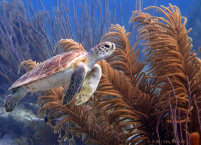 Green Sea Turtle