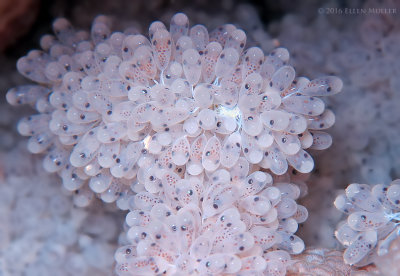 Octopus Eggs