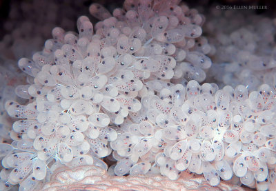 Octopus Eggs