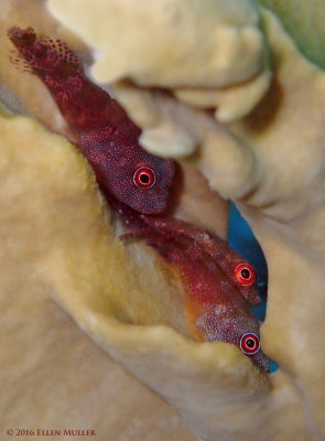 3 Clingfish