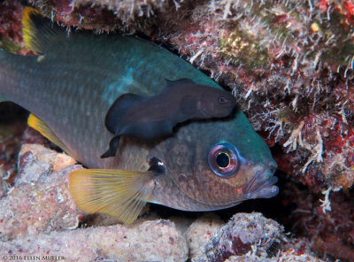 Brotula & Chromis