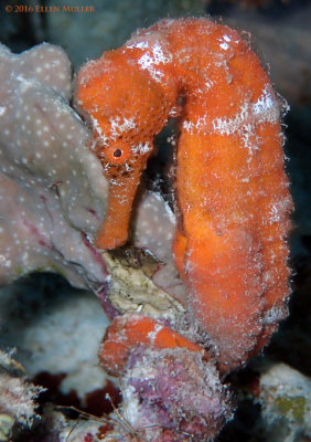 Orange Seahorse