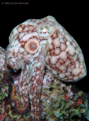 Twospot Octopus 
