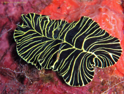 Yellow-lined Flatworm