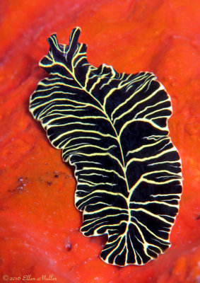 Yellow-lined Flatworm