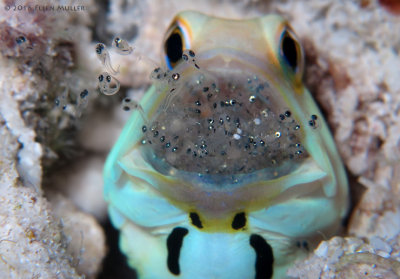 Jawfish&Babies