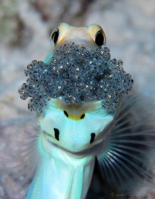 Jawfish w/ Eggs