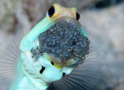 Jawfish w/Eggs