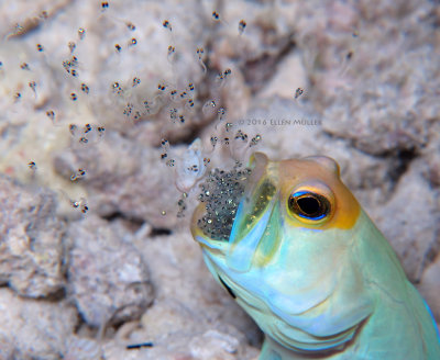 Jawfish Baby Release