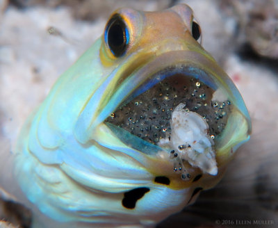 Snail Eating Jawfish Eggs