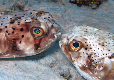 Mating Balloonfish