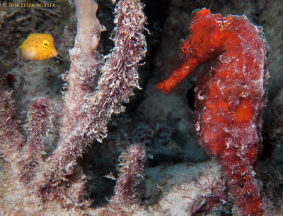 Juvenile  Cowfish and Seahorse