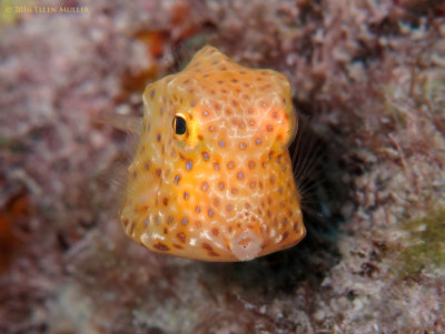 Juvenile Cowfish