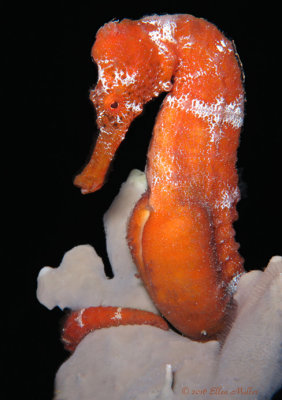 Pregnant Seahorse