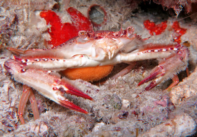 Ocellate Swimming Crab with Eggs