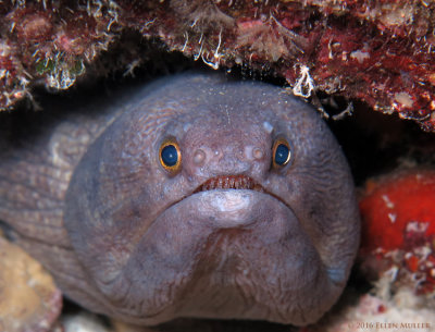 Broadbanded Moray