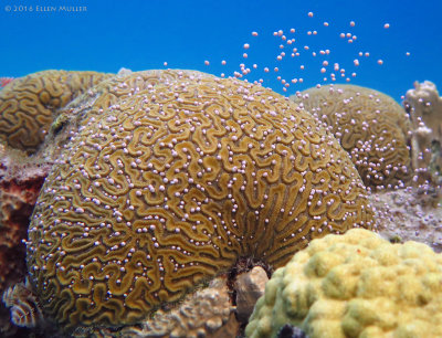 Brain Coral Spawning