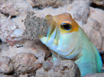 Jawfish Baby Release