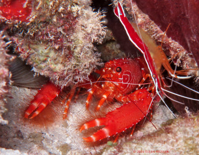 Lobster & Shrimp