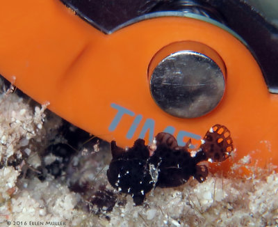 Baby Frogfish 