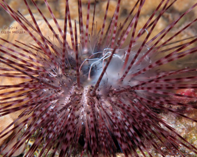 Spawning Sea Urchin