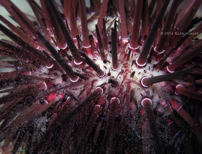 Reef Urchin Spawning