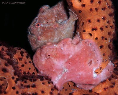 Frogfish Pair