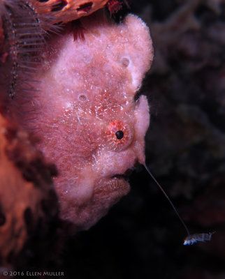 Frogfish Lure