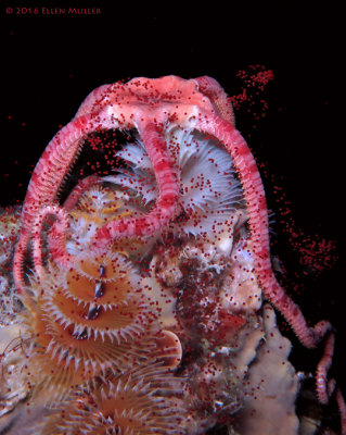 Spawning Ruby Brittle Star