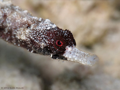 Whitenose Pipefish