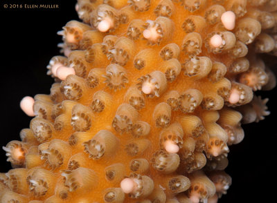 Staghorn Coral Spawning