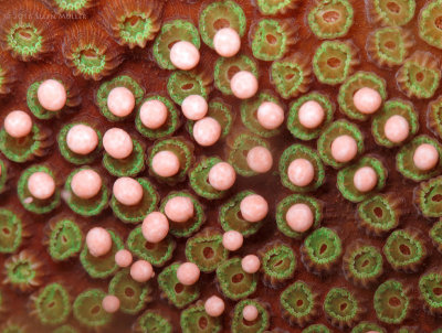 Star Coral Spawning