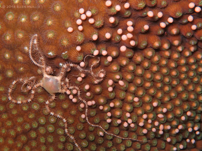 Ophioblenna and Star Coral Eggs