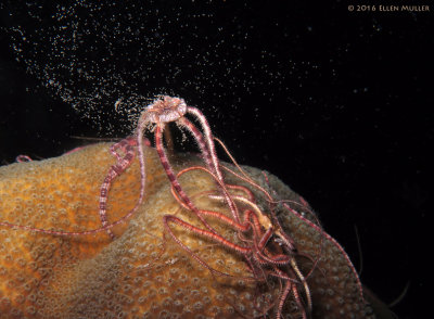 Brittle Stars Spawning