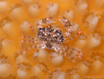 Elkhorn Coral Crab