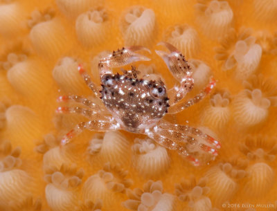 Elkhorn Coral Crab