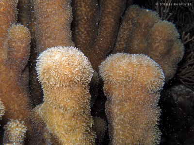 Pillar Coral Spawning