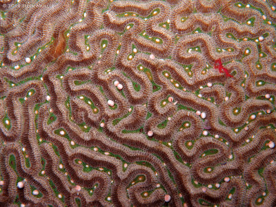 Brain Coral Spawning