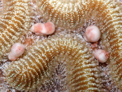 Brain Coral Egg Bundles